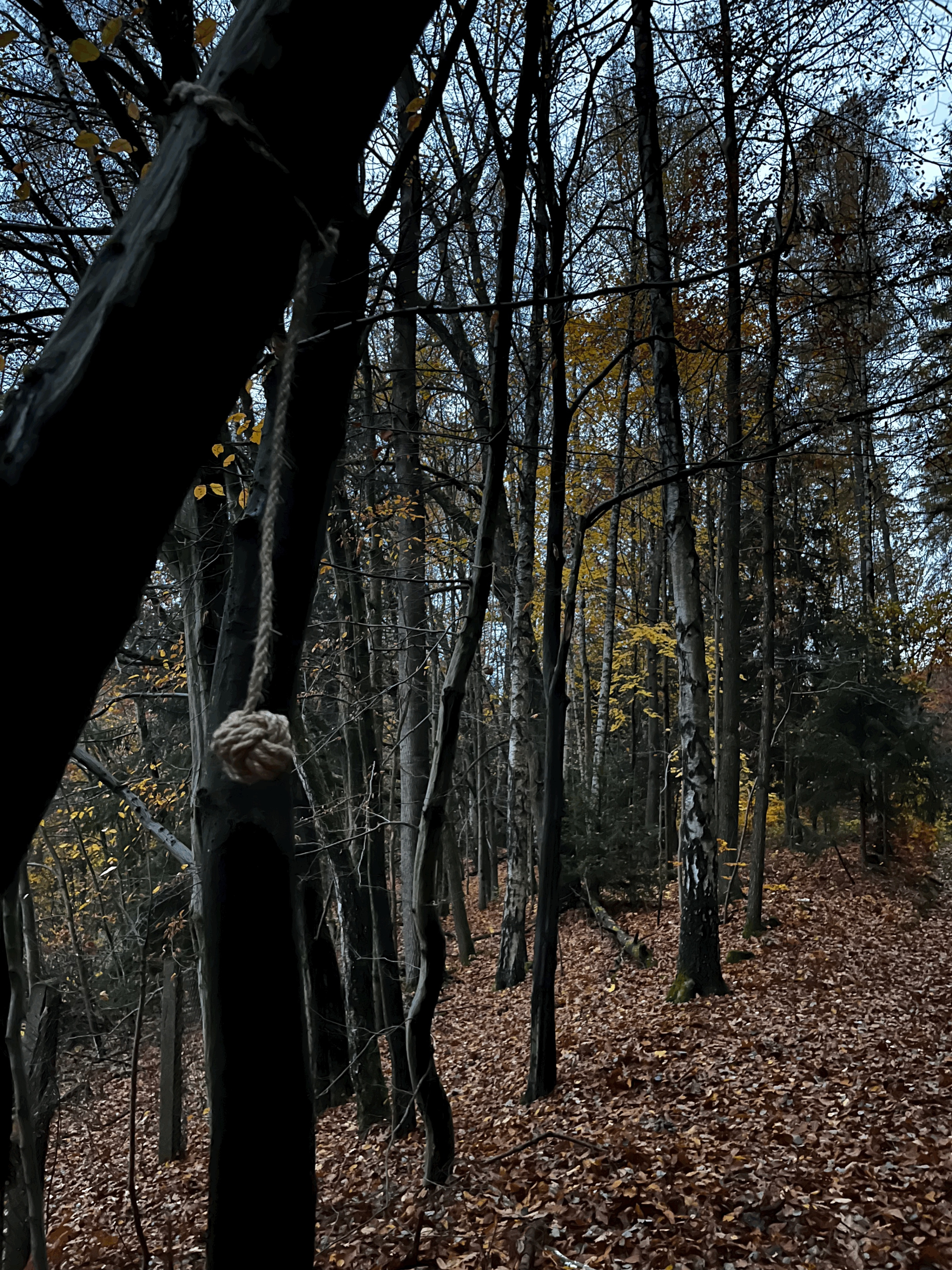 Affenfaust in 3 Bäumen by Benjamin Stefan