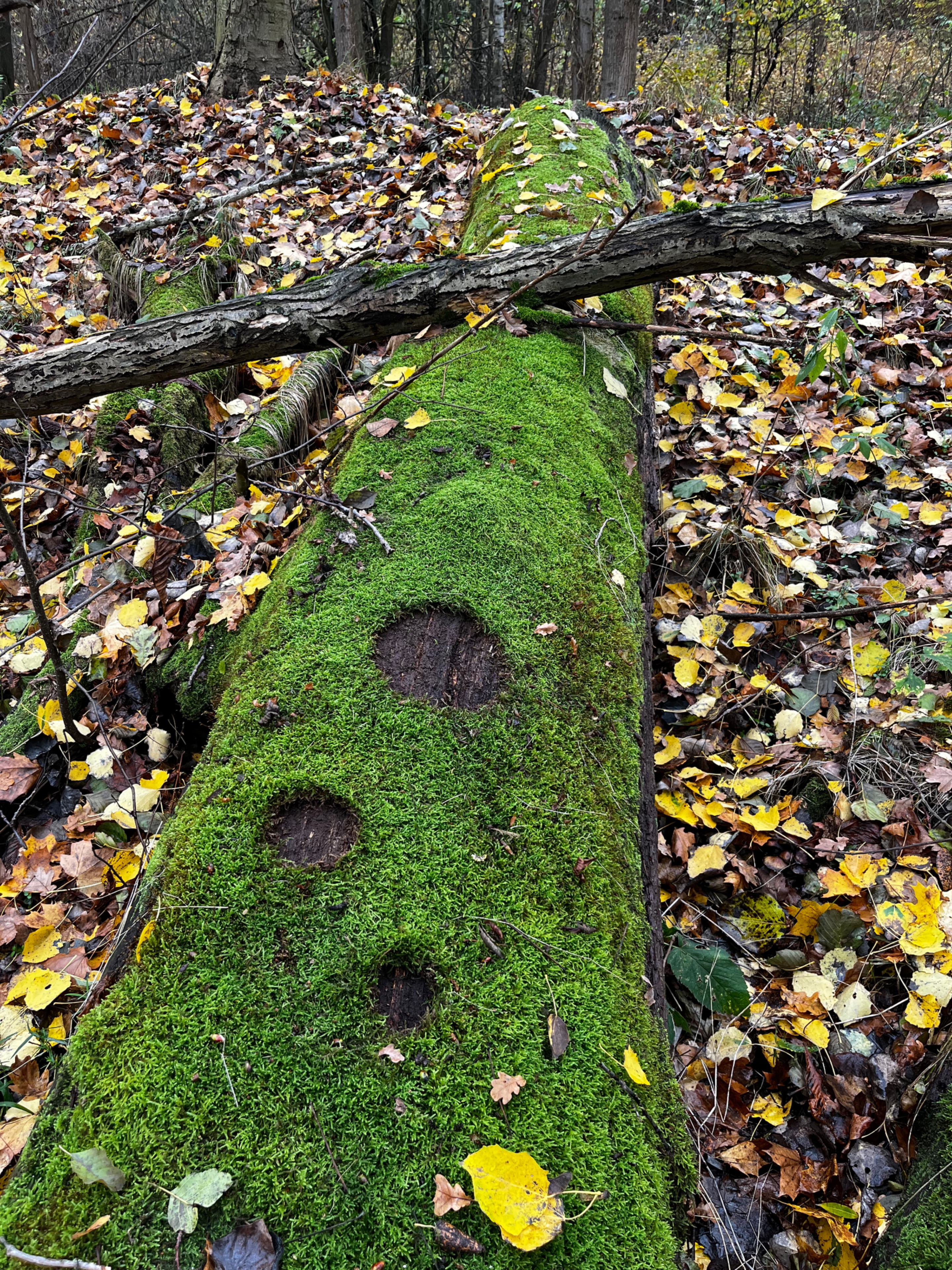 Moss by Ellen Isabell Richter