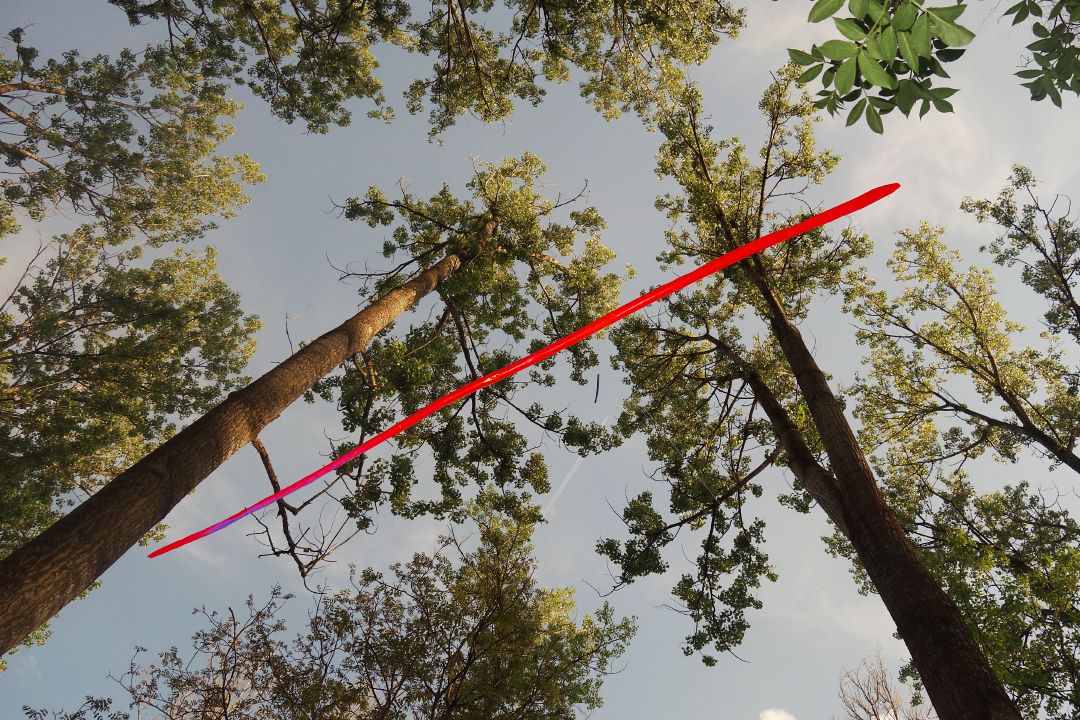 Tree Talk by Peter Piek