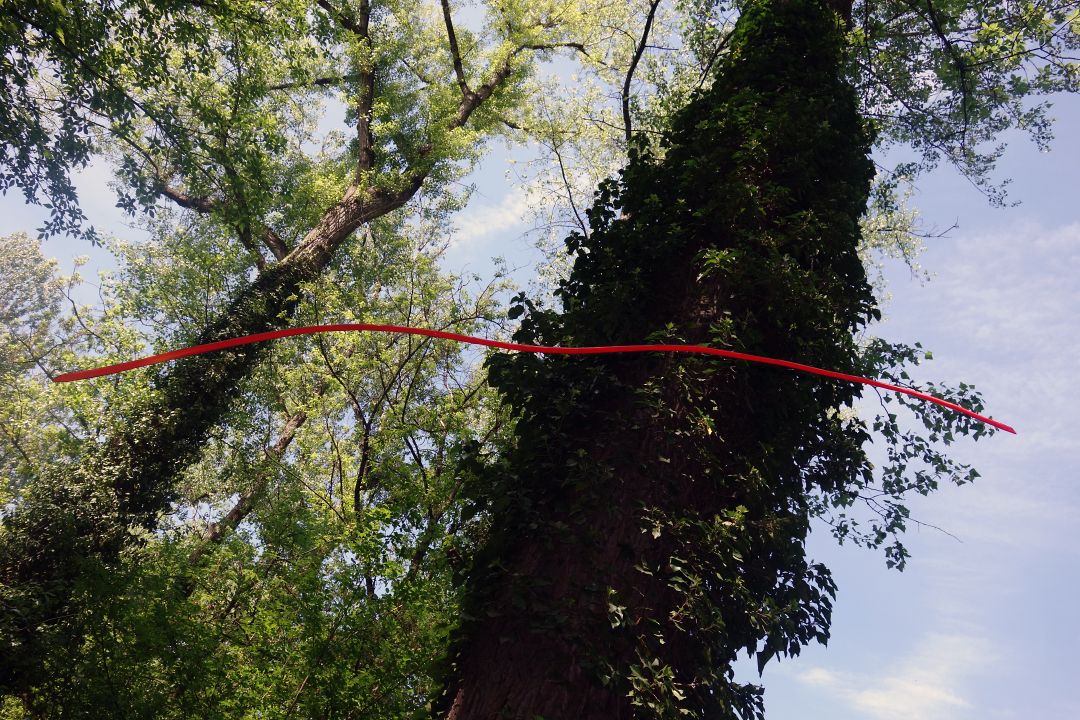 Tree Talk by Peter Piek