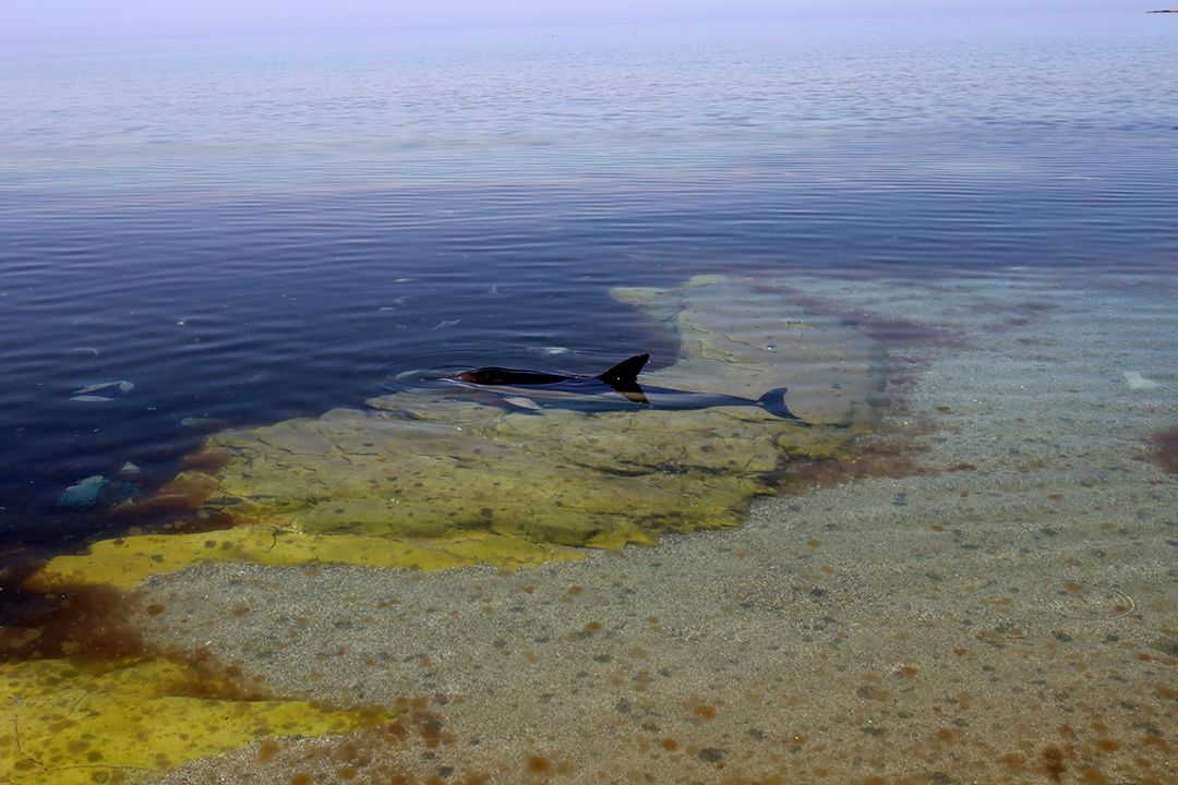 Black Bunker Tip Sad Dolphins Bay by Peter Piek