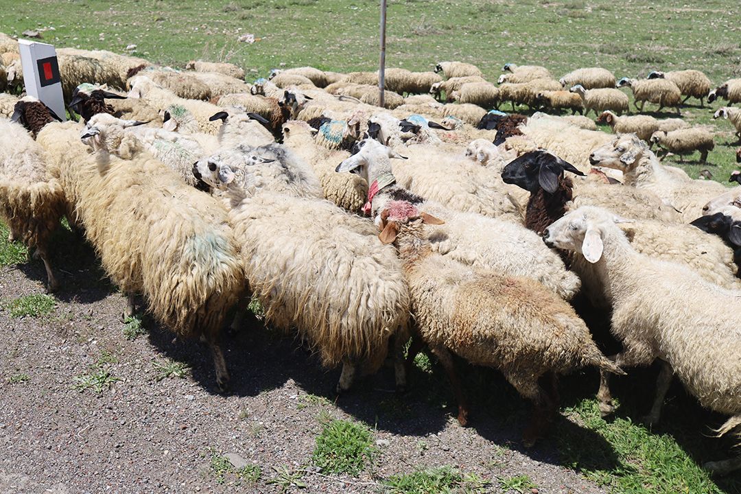 painted sheep by Peter Piek