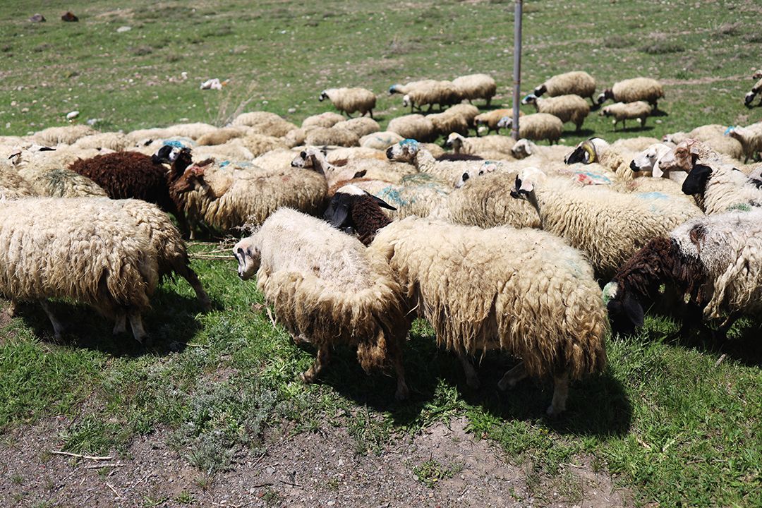 painted sheep by Peter Piek