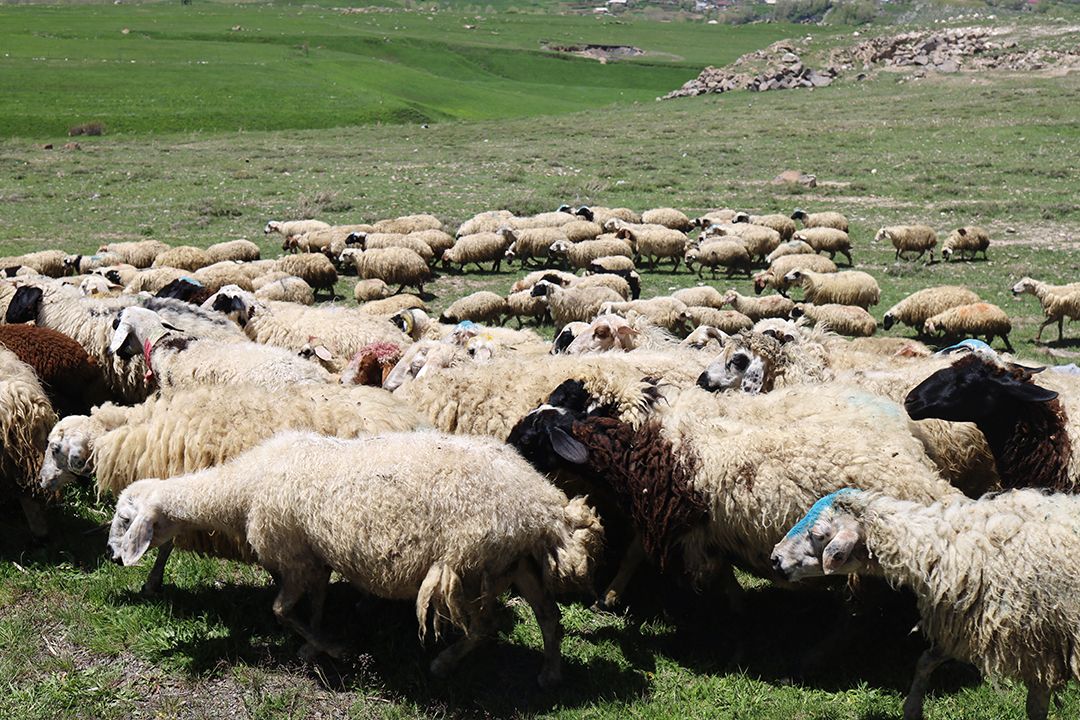 painted sheep by Peter Piek