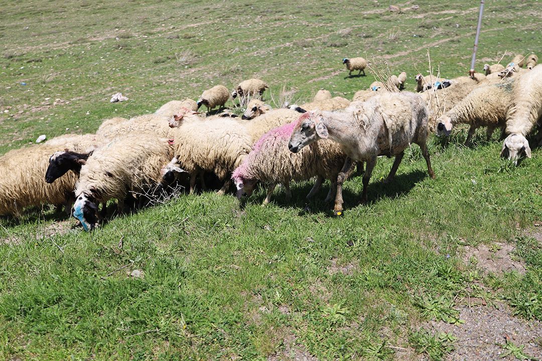 painted sheep by Peter Piek