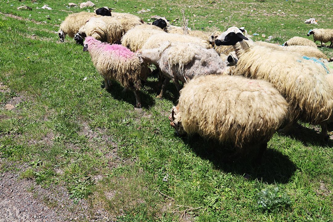 painted sheep by Peter Piek