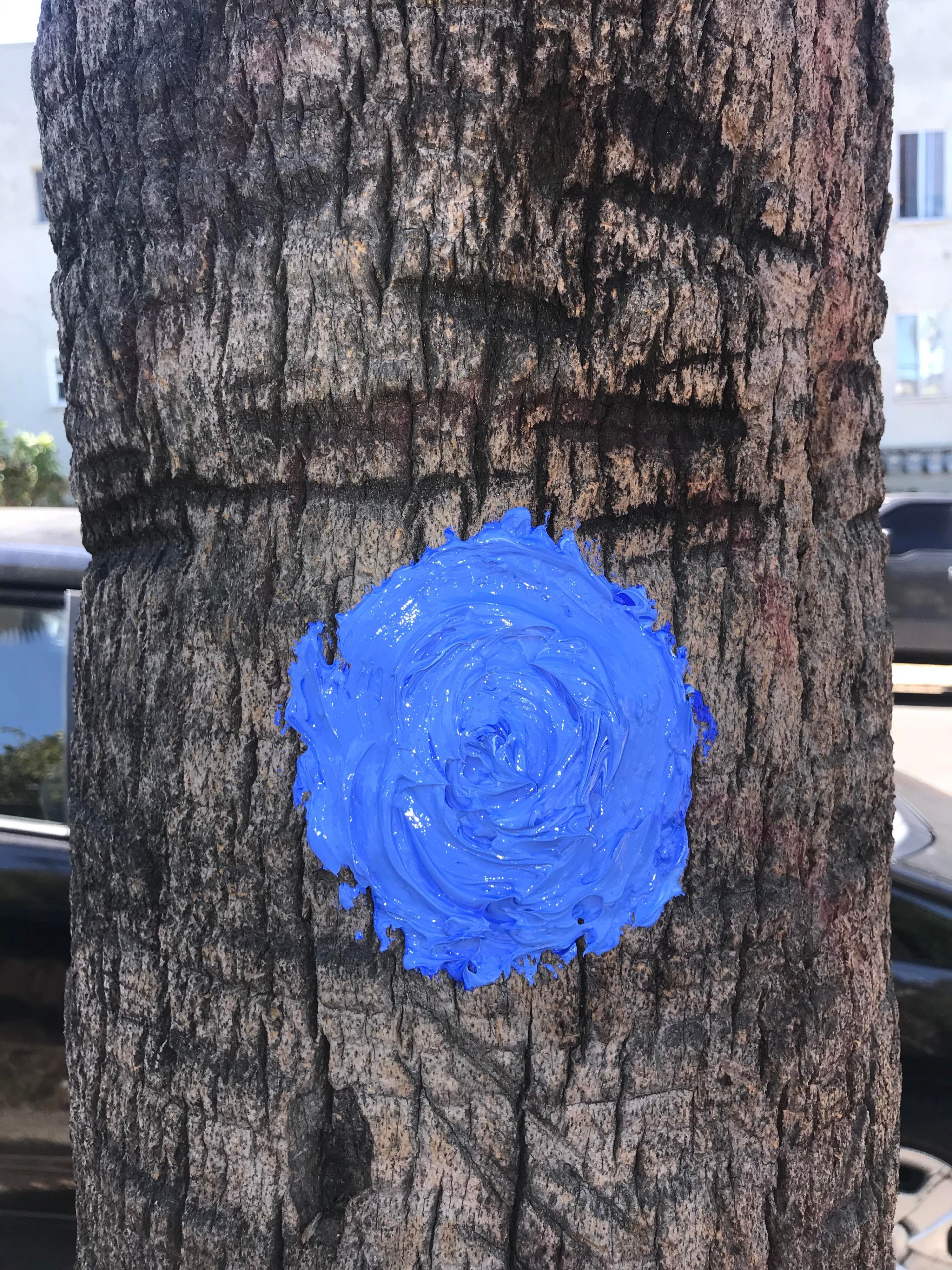 Blue Swirl On Palm Tree by Bee Appleseed