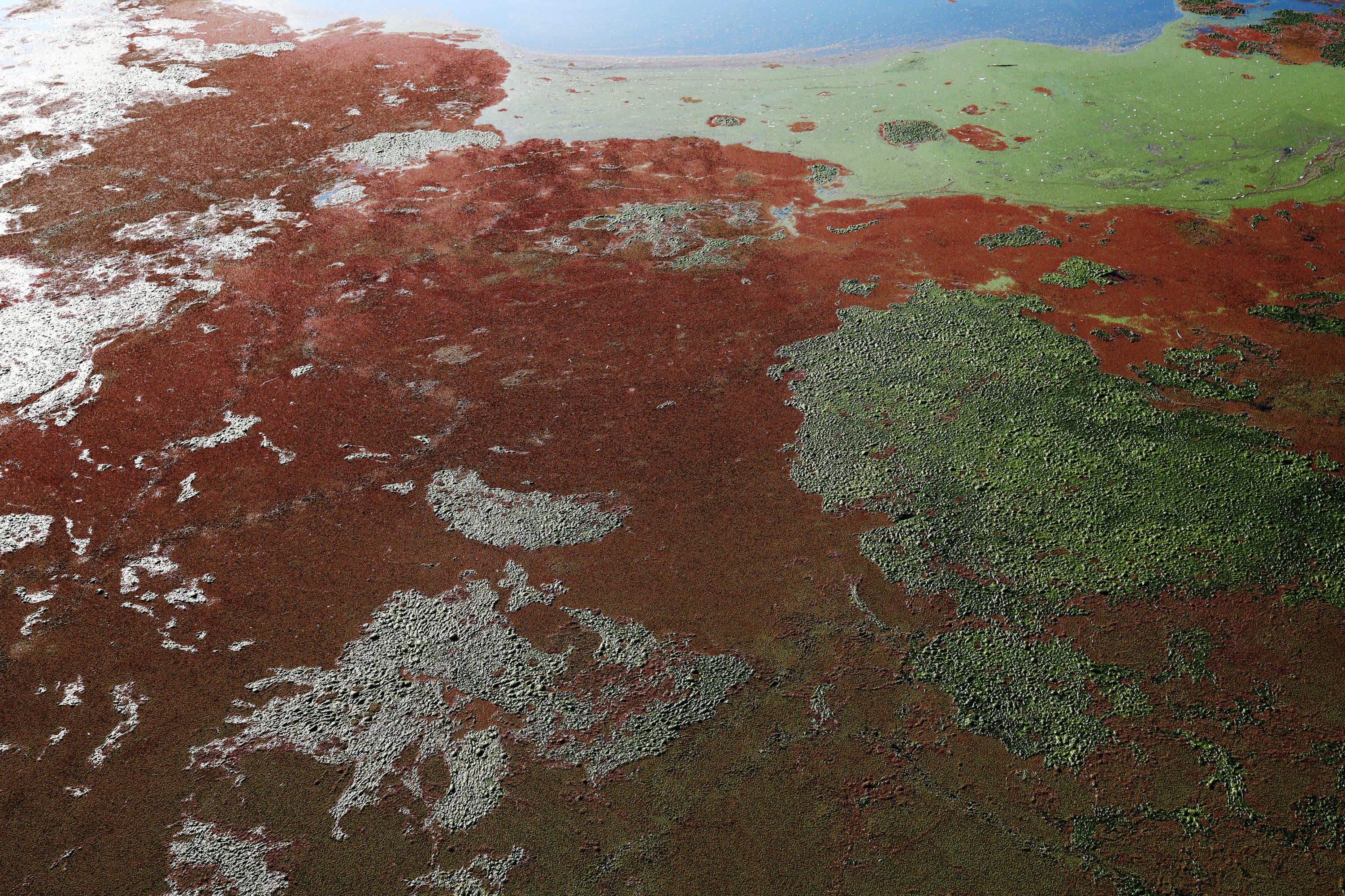 over-fertilization painted Weisse Elster green and red by Peter Piek