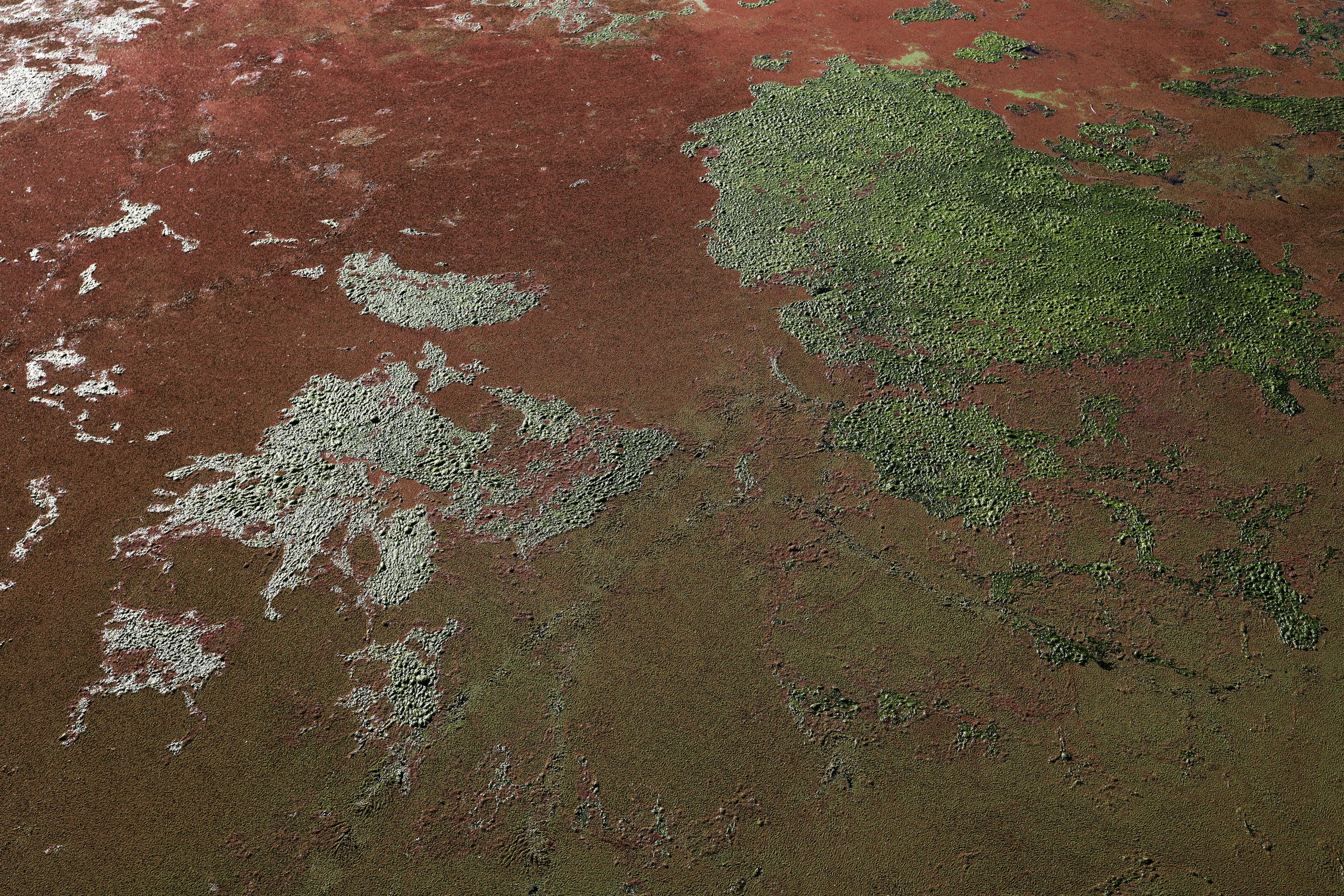 over-fertilization painted Weisse Elster green and red by Peter Piek
