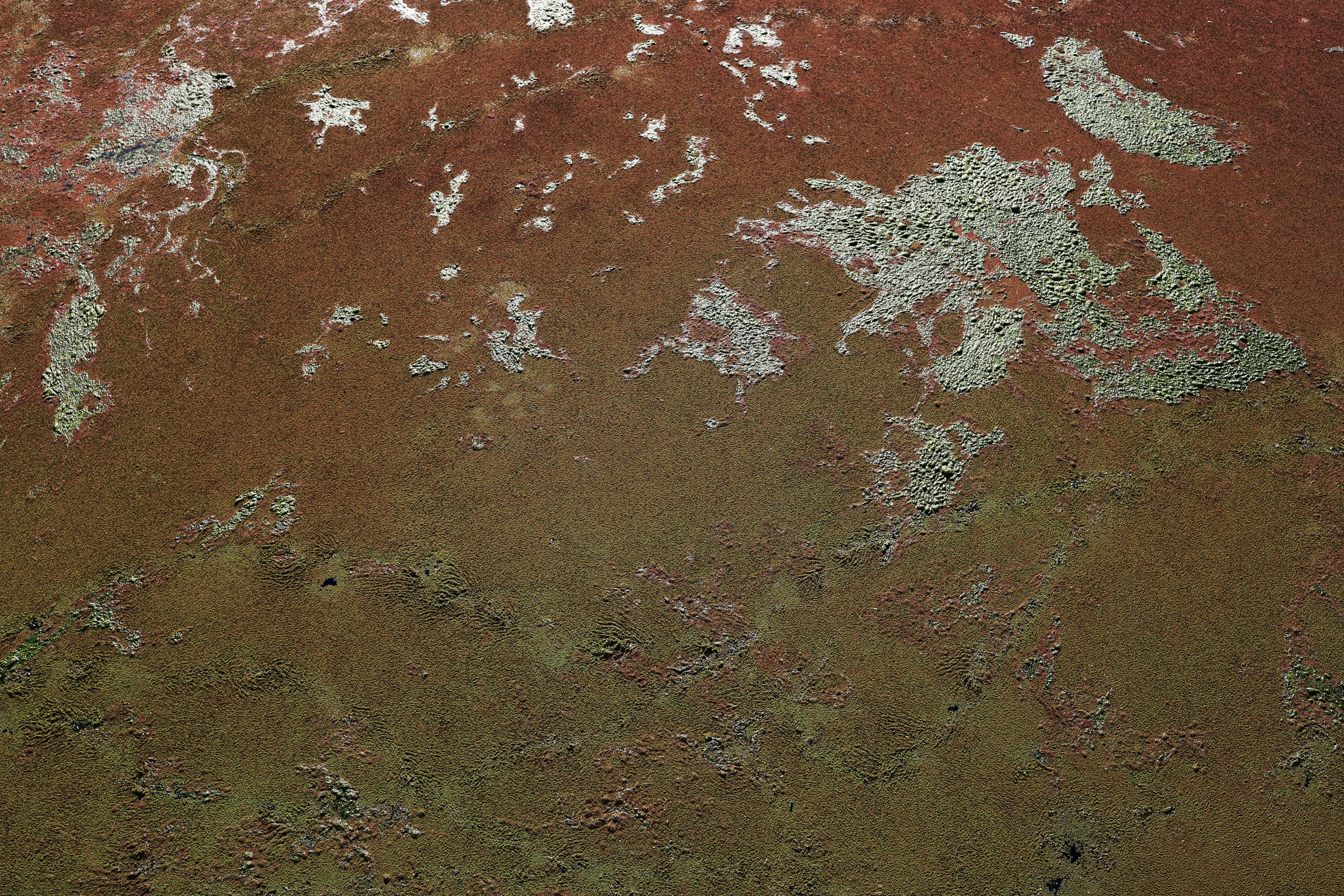 over-fertilization painted Weisse Elster green and red by Peter Piek