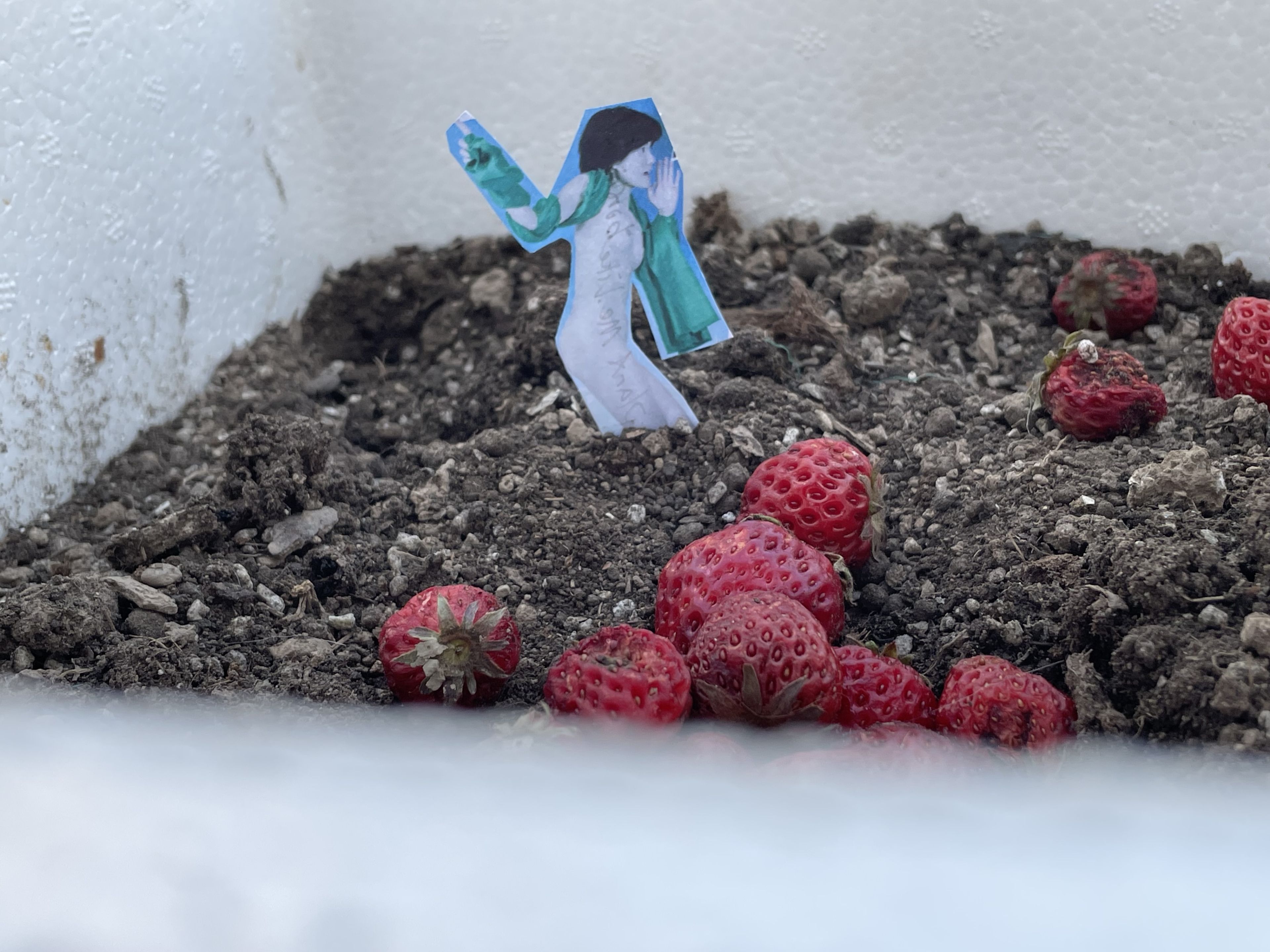 Plant me by Youlan