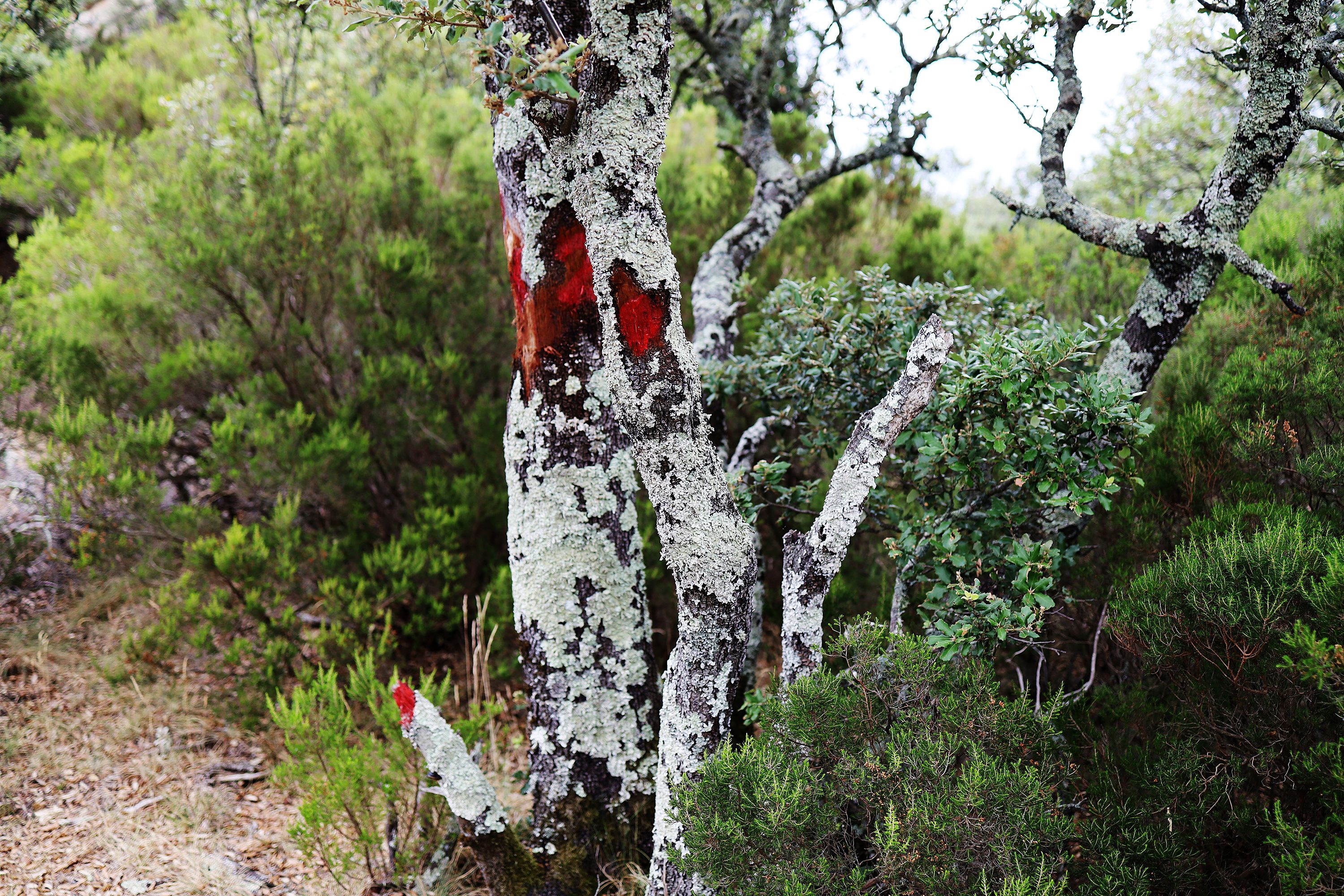red path mark by Peter Piek
