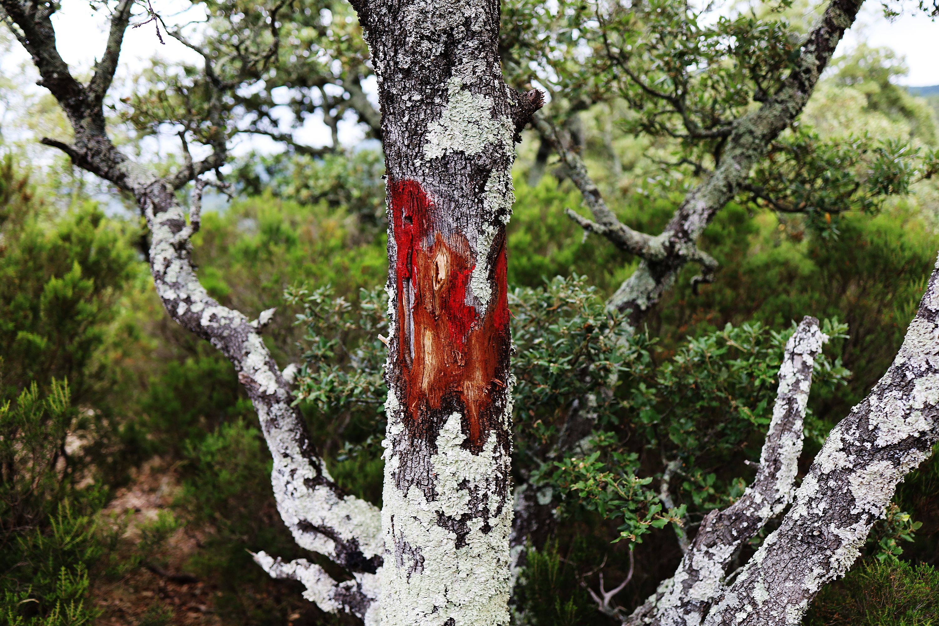 red path mark by Peter Piek