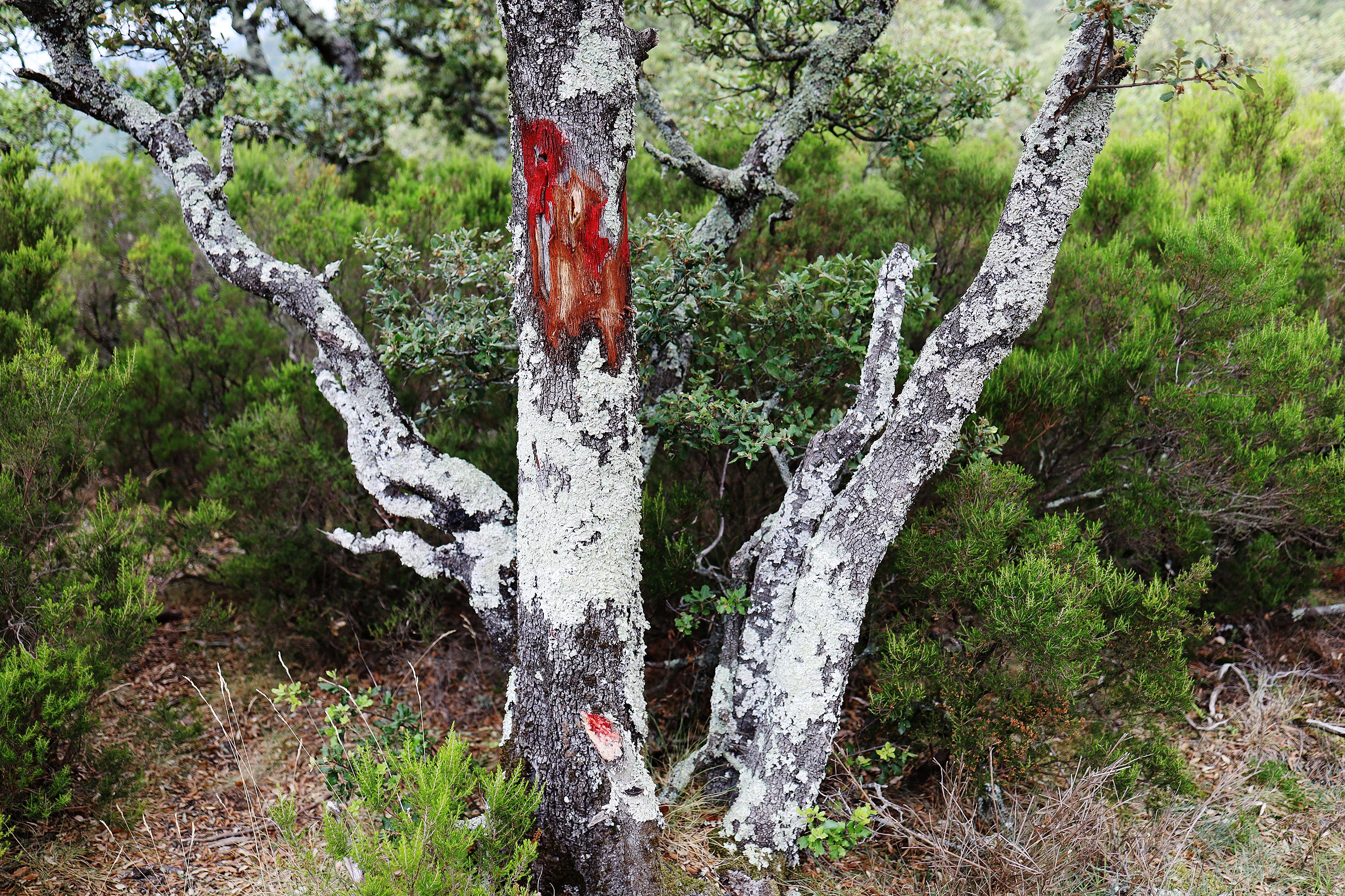 red path mark by Peter Piek
