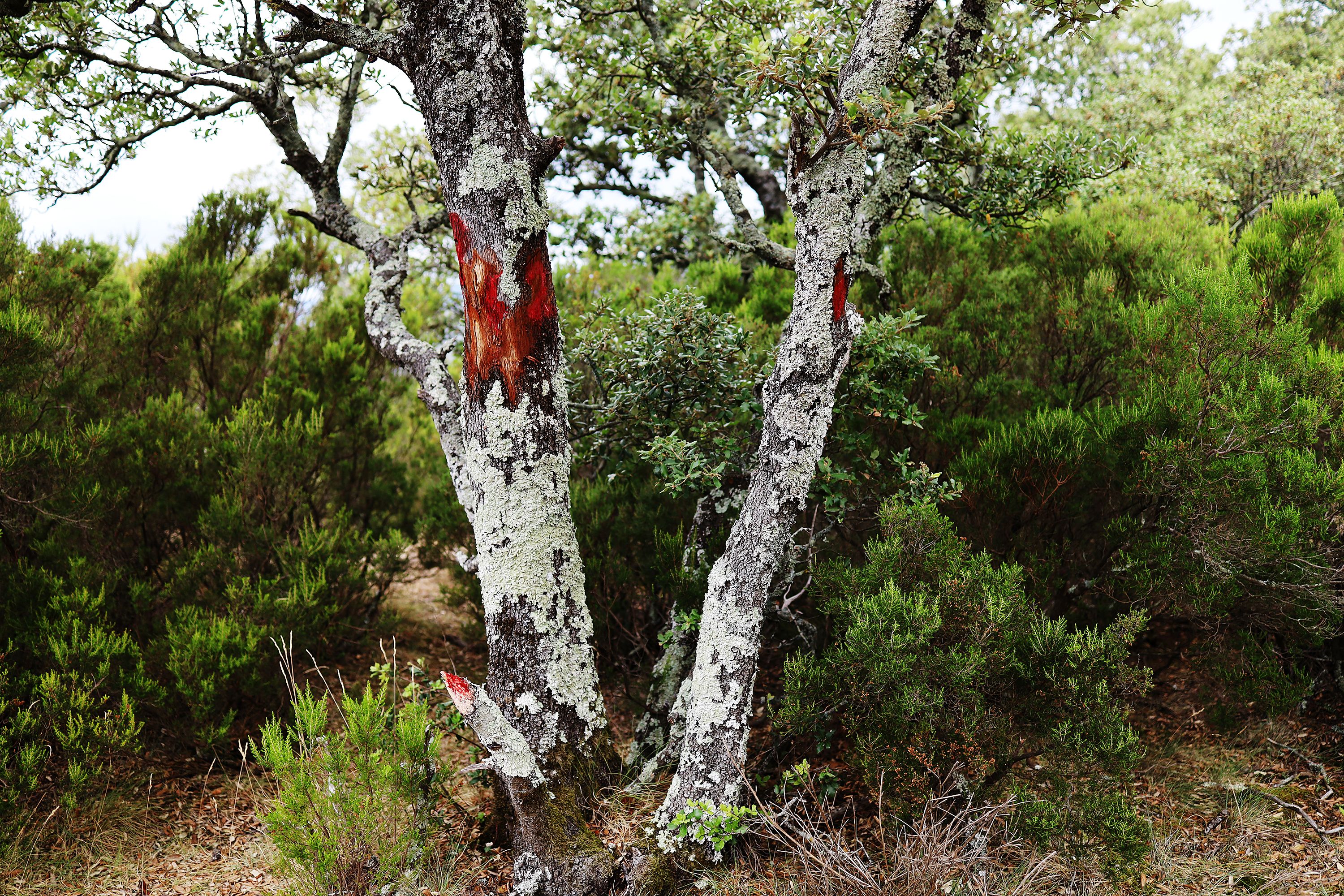 red path mark by Peter Piek