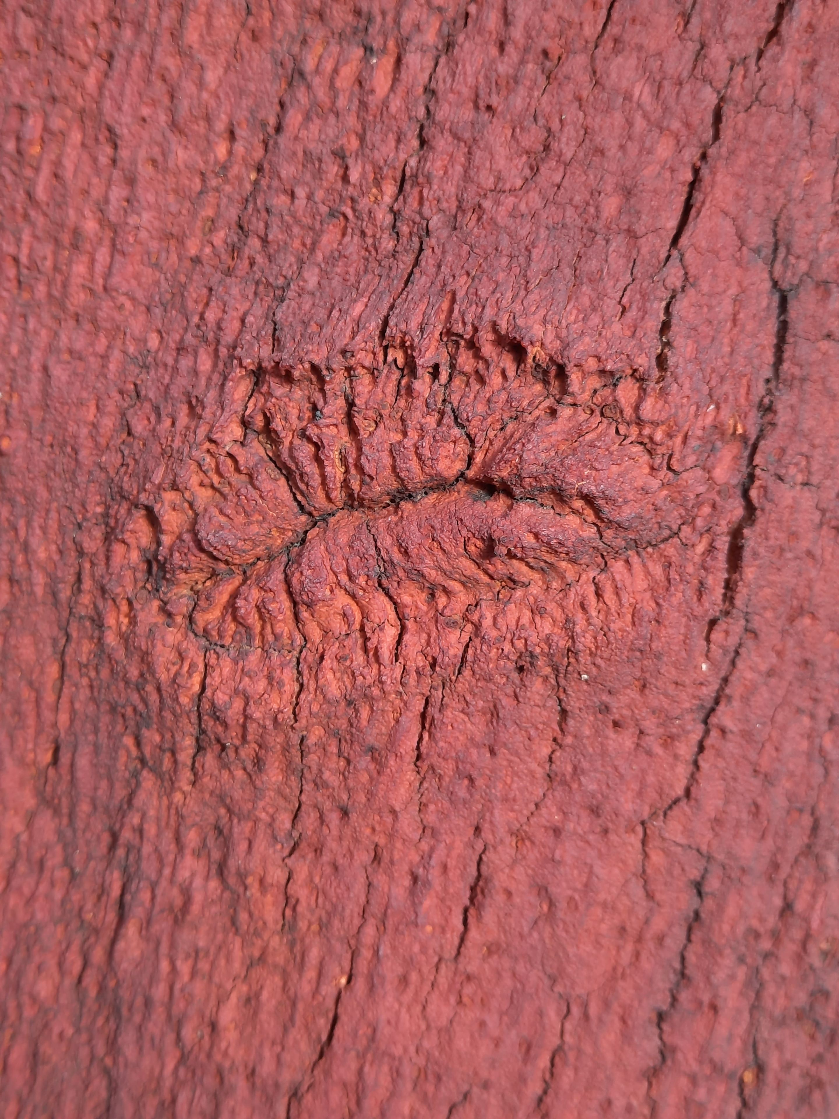 cork oak by Ellen Rodenberg