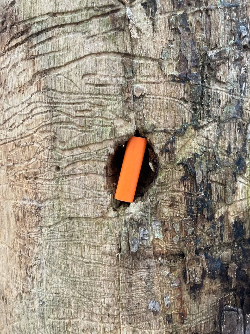 Trunk by Johannes Myller mit Michael Goller