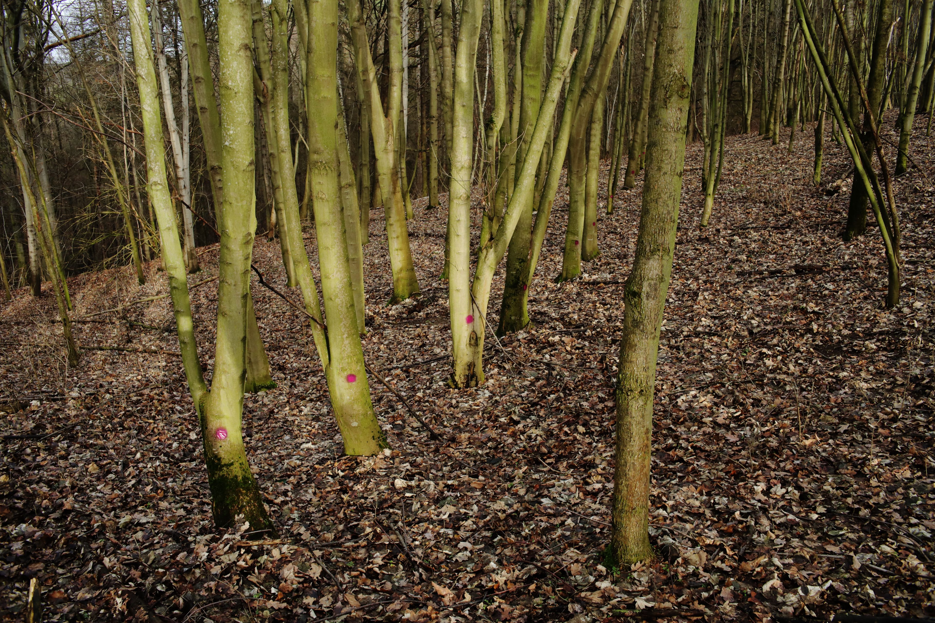 Natur by Peter Piek