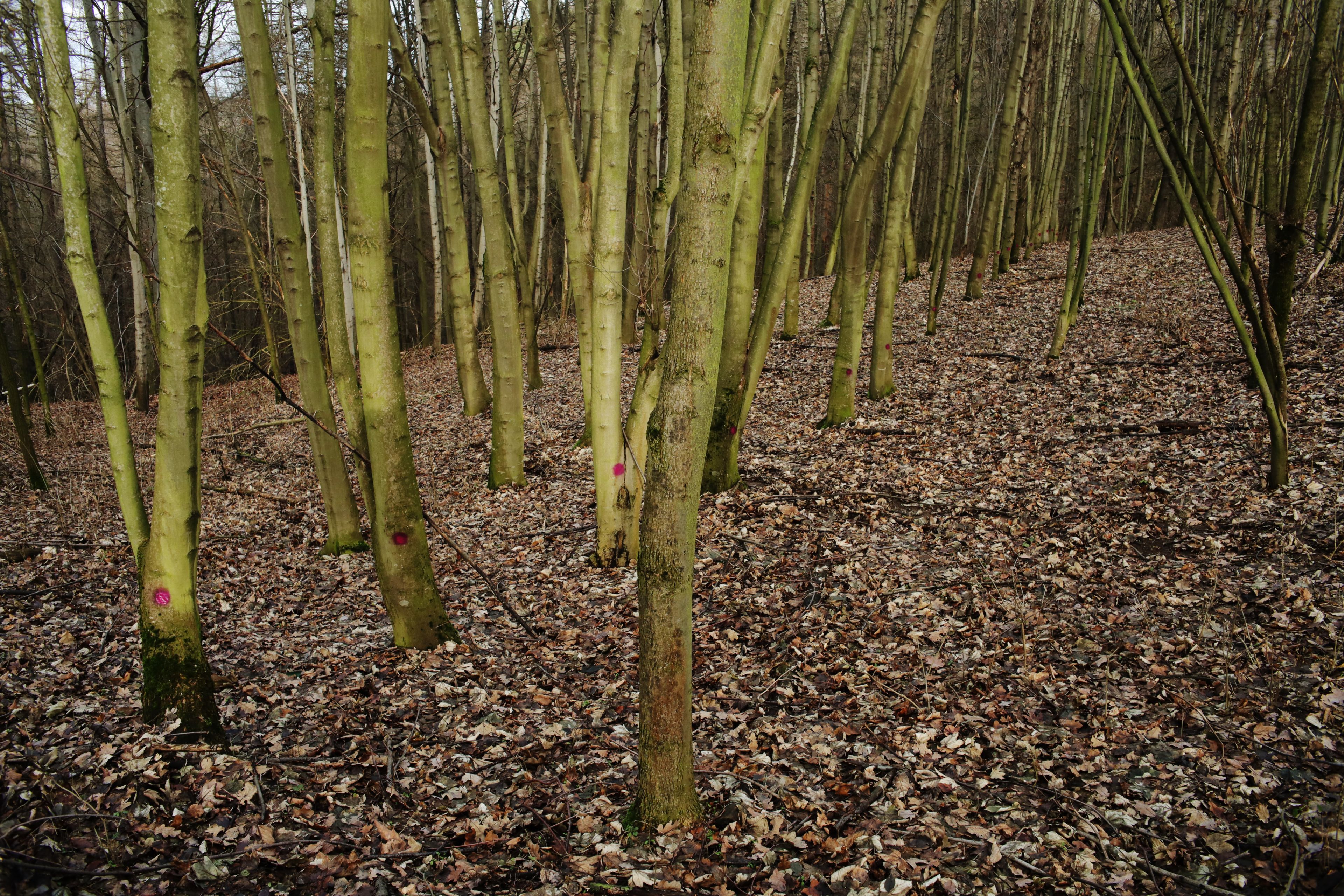 Natur by Peter Piek