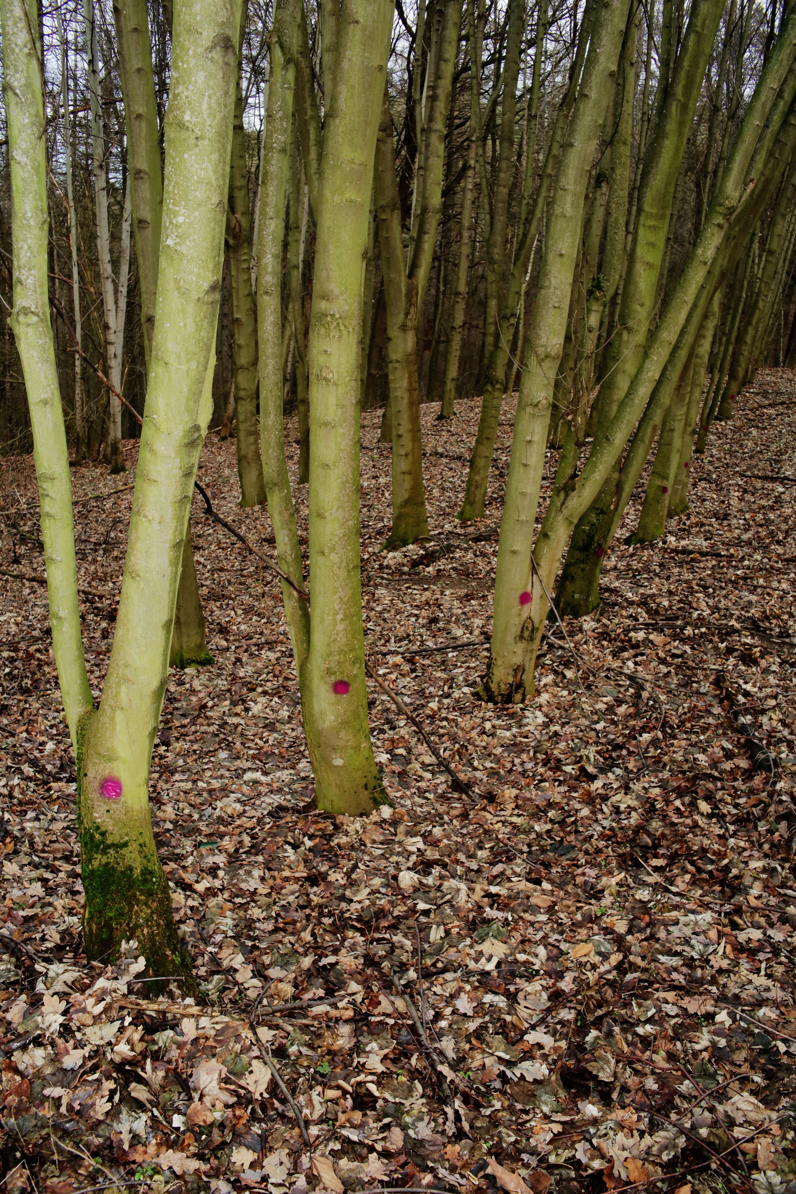 Natur by Peter Piek
