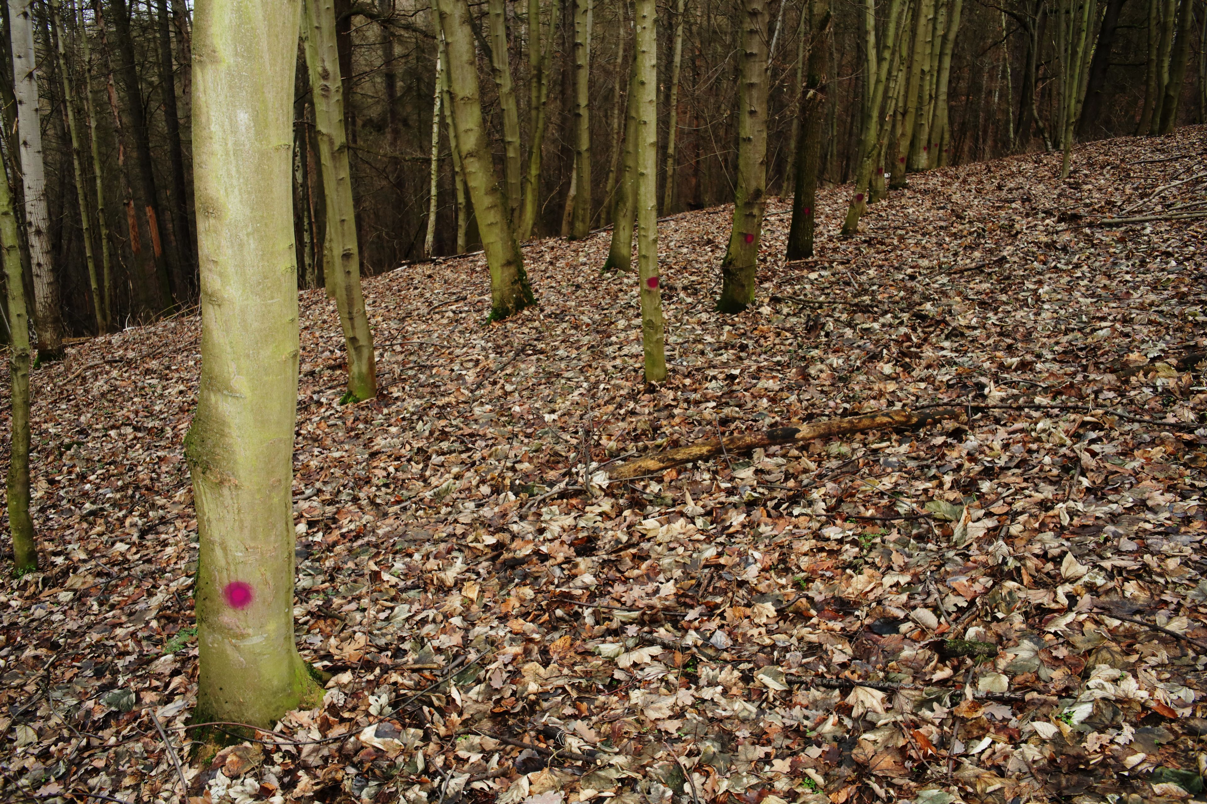 Natur by Peter Piek
