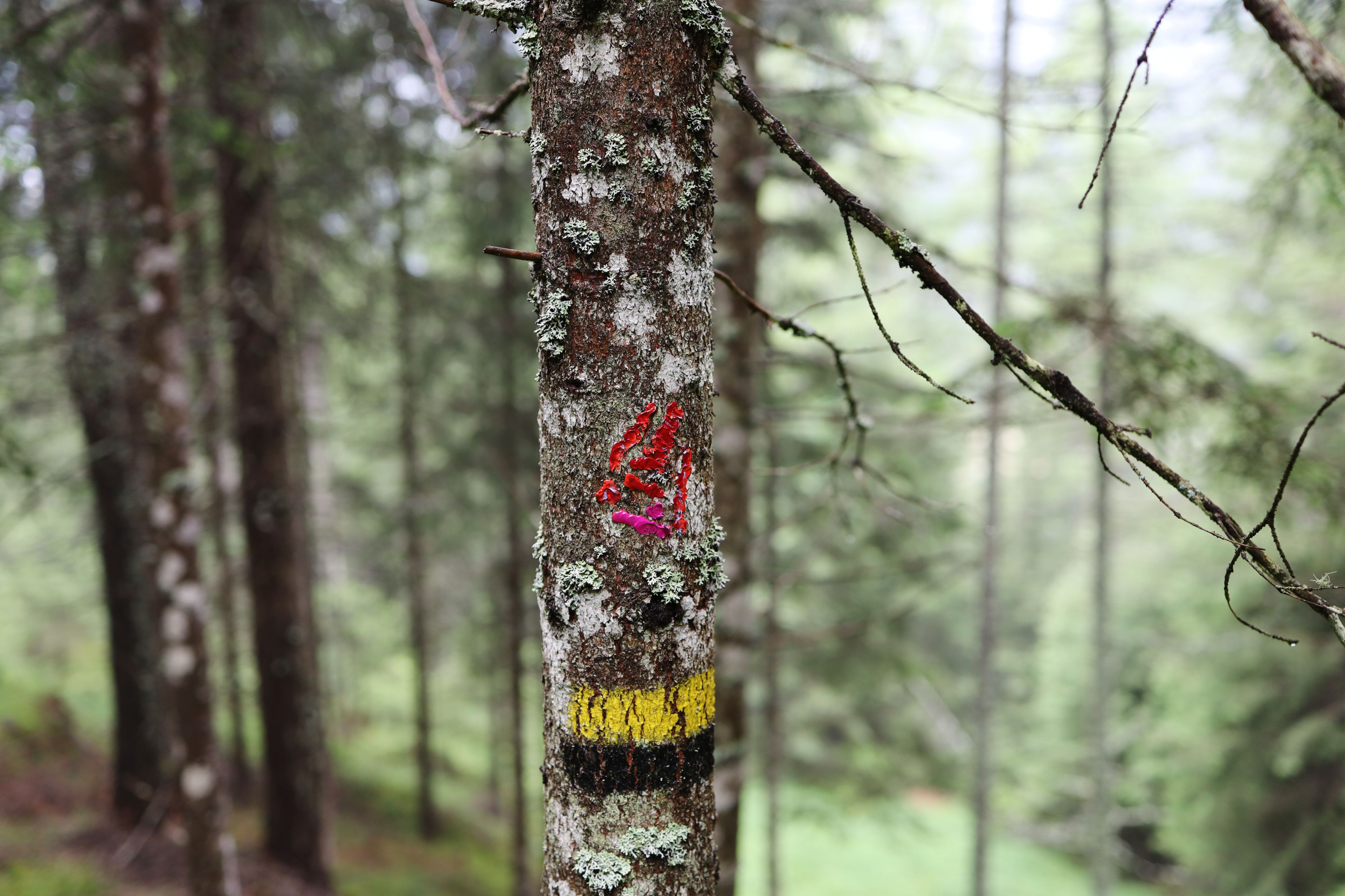 Tree in Tirol by Peter Piek