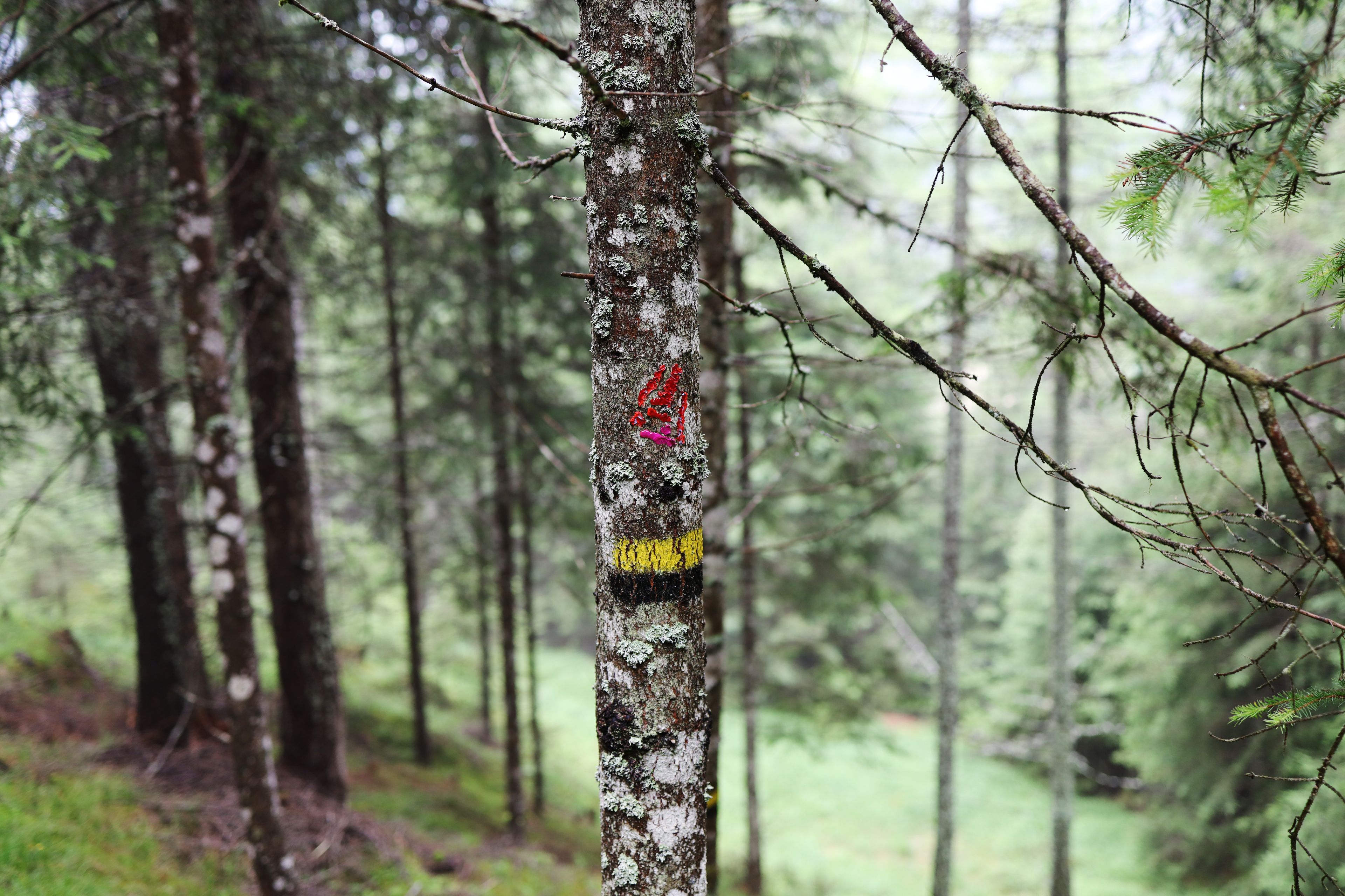 Tree in Tirol by Peter Piek
