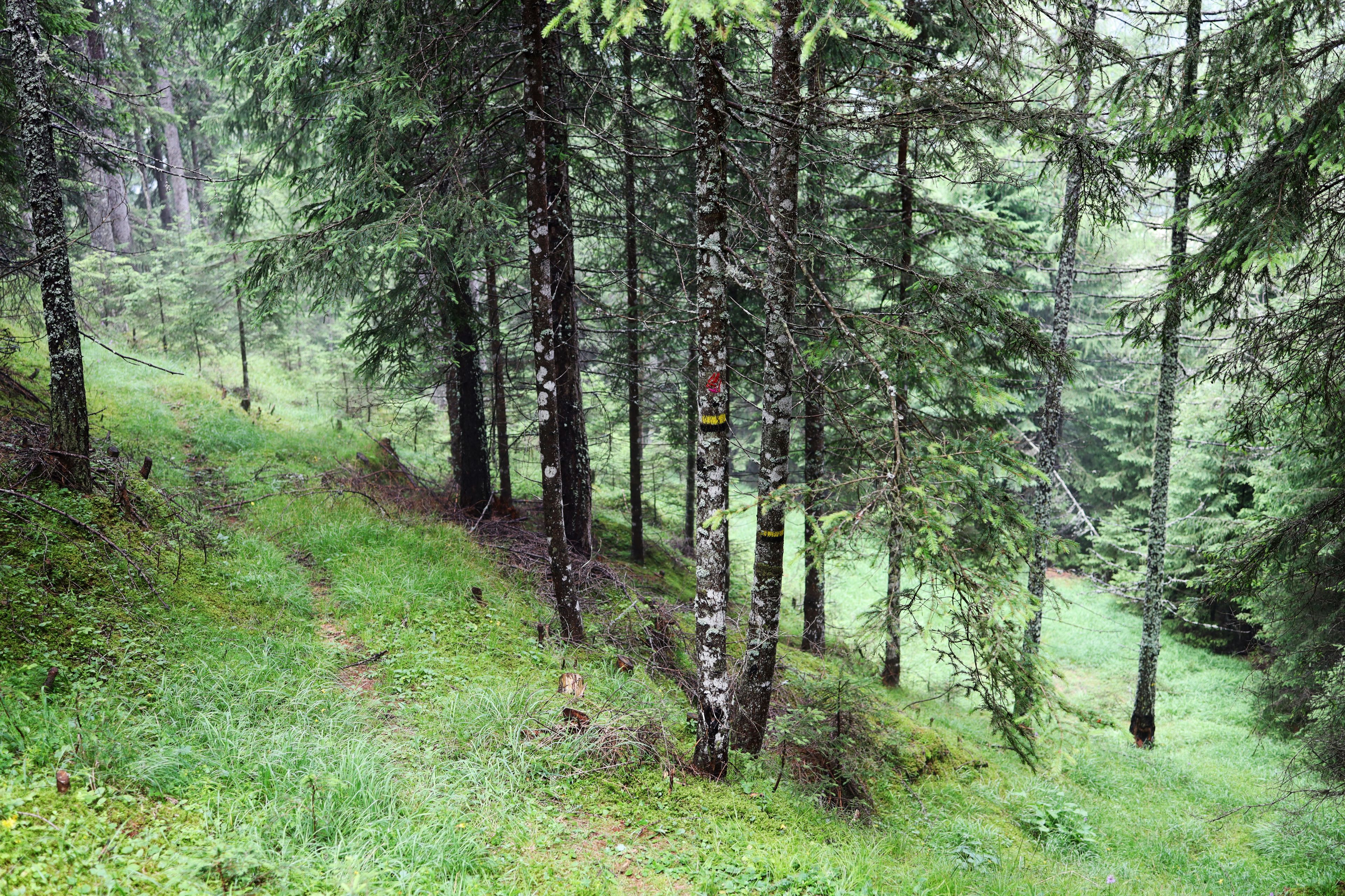 Tree in Tirol by Peter Piek