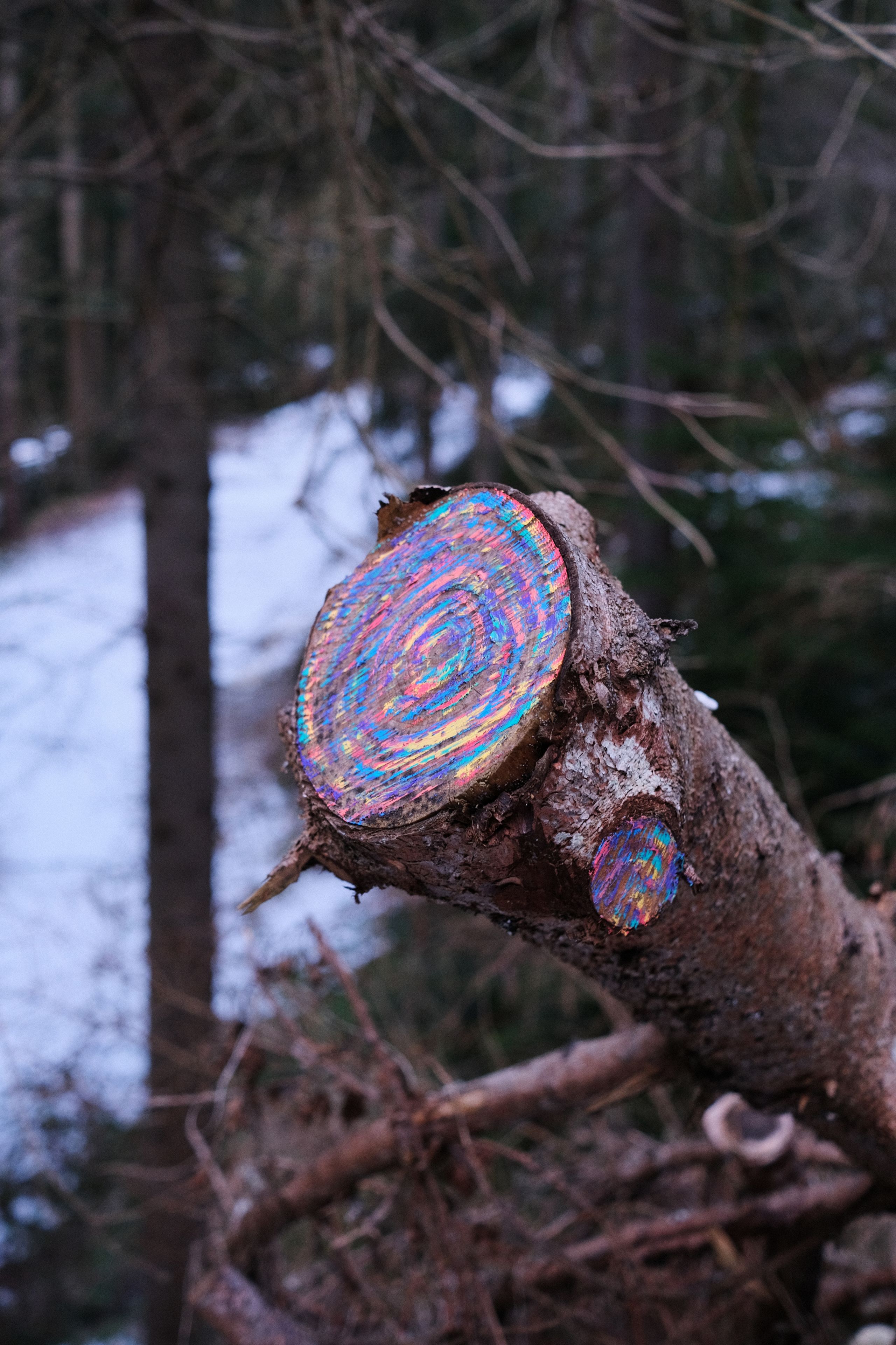 tree stump by John Roemer