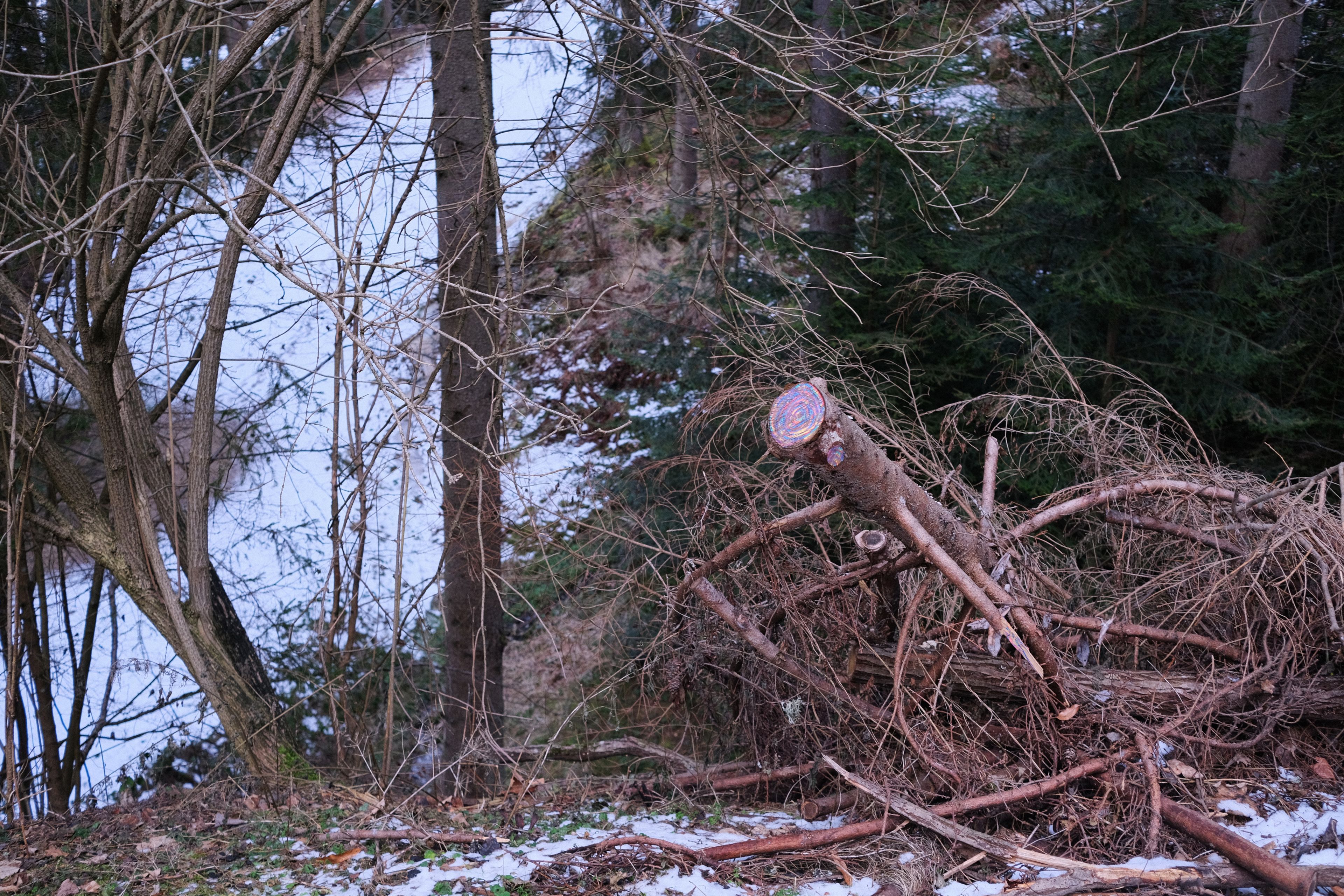 tree stump by John Roemer